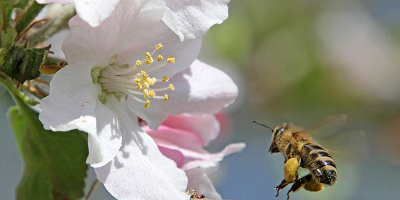 Apfel - Blüte - Biene -- Honig - Met - Honigwein - Kategorie