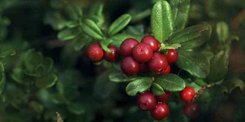 Met Cranberry - fruchtiger Honigwein mit Cranberry