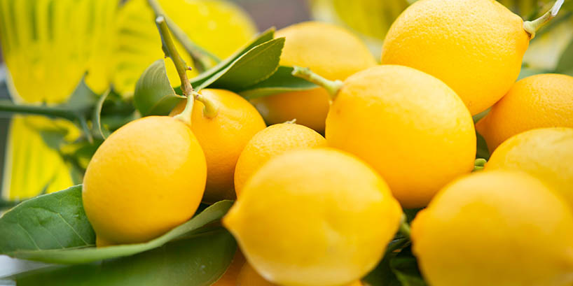 Zitrone - Limone - Met - Honigwein - Kategorie