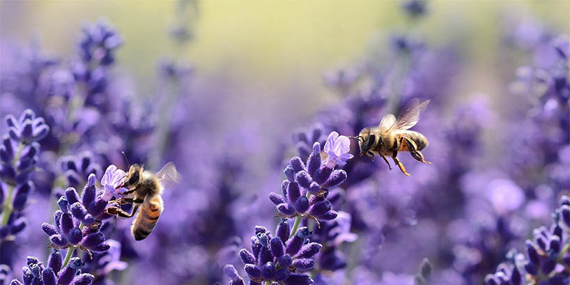 Lavendel - Honig - Met - Honigwein - Kategorie