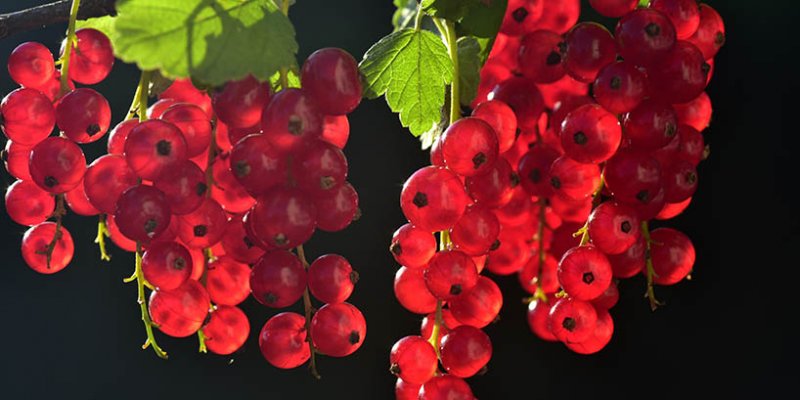 Met Johannisbeere - Honigwein mit roten und schwarzen Johannisbeeren
