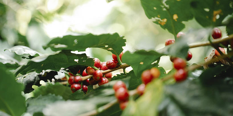 kaffee-gewuerz-met-honigwein-kategorie