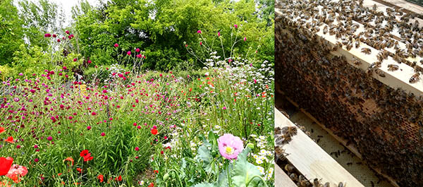 Blumenwiese
