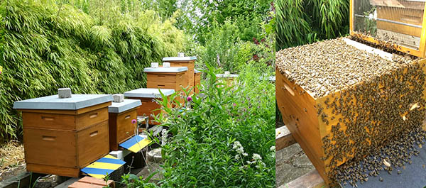Bienenausflug